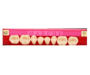 Tablilla de Dientes posteriores Marche